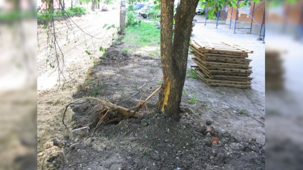 В Воронеже подрядчика оштрафовали за повреждение кленовой аллеи при ремонте дороги
