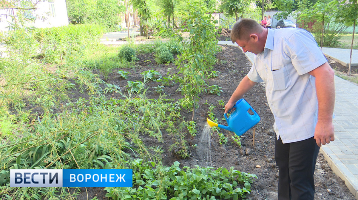 Городские грядки. Кто и зачем выращивает овощи и фрукты во дворах  многоэтажек Воронежа – Новости Воронежа и Воронежской области – Вести- Воронеж