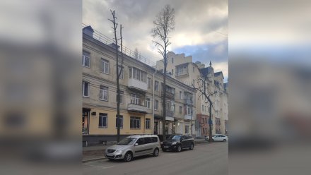 Неправильная обрезка деревьев в центре Воронежа обернётся для подрядчика штрафом