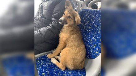 Выброшенный щенок отправился в путешествие по Воронежу на маршрутках