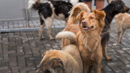 В Воронеже заработала горячая линия по вопросам бродячих собак
