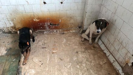 Воронежцы заберут в семьи приговорённых к собачьей тюрьме дворняг