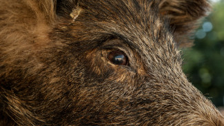 Два воронежских браконьера заплатят более 1,5 млн рублей за убитого кабана