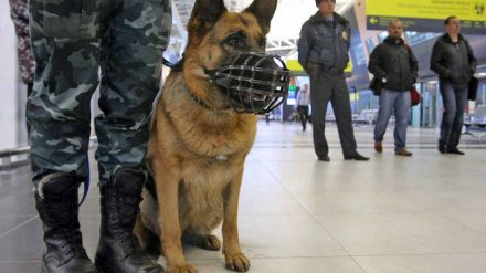 Полицейская собака в Воронеже нашла перевозившего наркотики мужчину