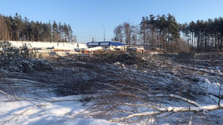 В воронежском микрорайоне незаконно вырубили берёзы и сосны