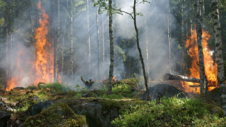 Пик – осенью. В МЧС ответили, ждать ли повторения пожаров 2020-го в Воронежской области