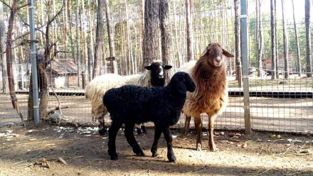 В воронежском зоопитомнике у курдючных овец родился первый детёныш