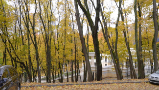 Рубить нельзя оставить. Почему деревья в Воронеже массово пускают под топор