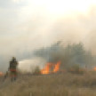 В воронежском микрорайоне Боровое загорелся лес