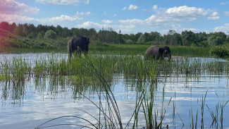 На воронежской Усманке заметили слонов: появилось видео