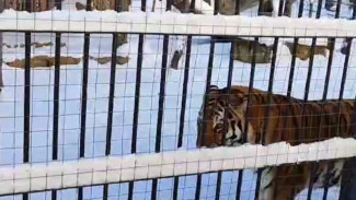Воронежцев встревожило состояние хромой тигрицы в зоопарке