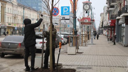 На проспекте Революции в Воронеже начали высаживать клёны