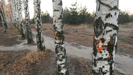 Воронежцы забили тревогу из-за предстоящей вырубки берёзовой аллеи в Северном