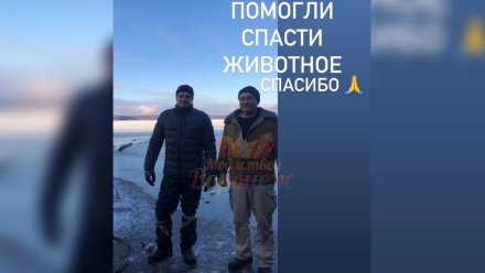 В Воронеже двое мужчин спасли провалившуюся под лёд собаку