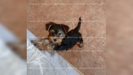 Может лишиться лапы. В Воронеже хозяйка щенка йорка пожаловалась на ветклинику