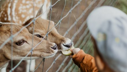 Четыре воронежские компании уличили в незаконной организации зрелищ с животными
