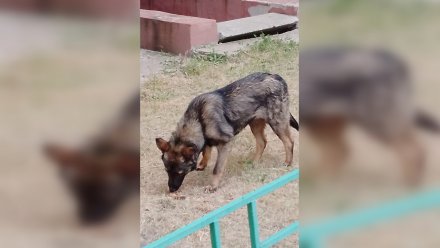 В воронежском дворе убили местного пса-любимчика