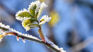 Когда в Воронеже выпадет первый снег?