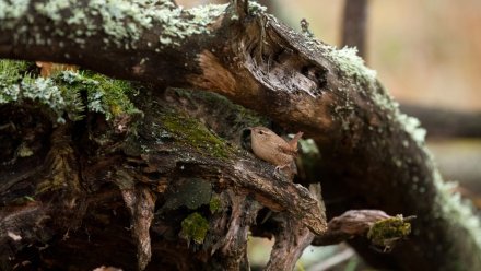 Воронежских колибри обнаружили в Усманском бору