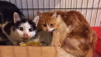 Труп хозяйки и мумия на балконе. В Воронеже из жуткой квартиры спасли двух истощённых котов