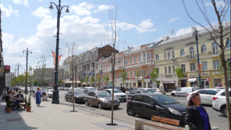 Ещё 13 клёнов с проспекта Революции в Воронеже отвезли в питомник