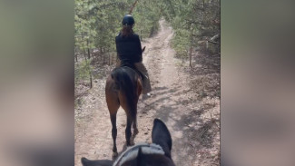 В Воронеже 12-летняя девочка получила сотрясение мозга во время прогулки на лошади