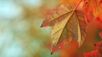 Последние дни октября в Воронеже будут дождливыми и ветреными