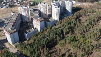 В Воронеже планы по благоустройству Северного леса отложили на неизвестный срок