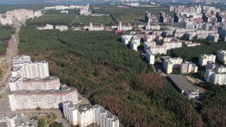 Воронежский Северный лес планируют сделать памятником природы