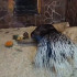 В Воронежском зоопарке забавный дикобраз залюбовался своим отражением