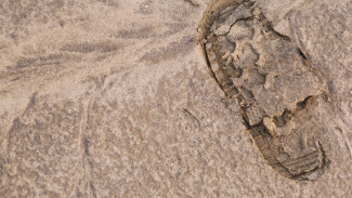 Трупы пяти пропавших без вести людей нашли в Воронежской области