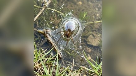Воронежцев испугали водные пауки-серебрянки