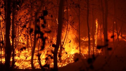 Первые лесные пожары в Воронежской области спрогнозировали на март