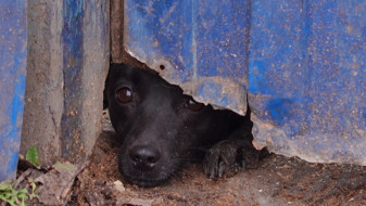 «‎Стреляют и травят собак»‎. В Лисках разразился скандал вокруг мини-приюта для животных
