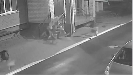 Власти пообещали поймать стаю собак в Новой Усмани