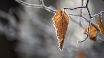 Воронежские синоптики дали прогноз на первый день зимы