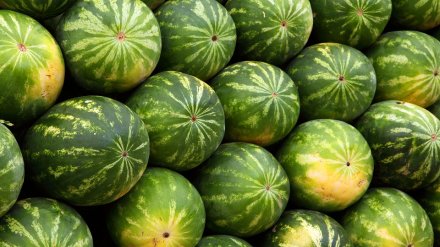 В Воронежской области охранник избил топором продавца арбузов