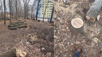 Главе СК доложат о массовой вырубке дубовой аллеи в Воронеже