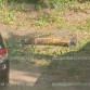 Двор в Воронеже оцепили из-за найденного боеприпаса