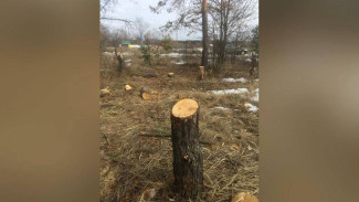 Вырубка соснового леса на пляже в воронежском Боровом привела к уголовному делу