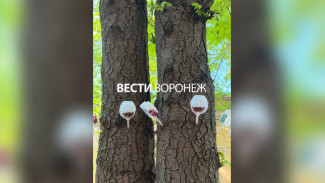 В Воронеже вылечат 50 каштанов на аллее на Комиссаржевской 