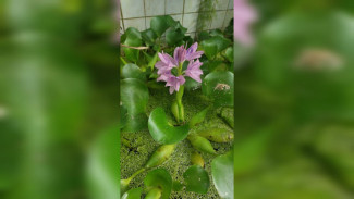 Убивающий рыбу «водный гиацинт» зацвёл в воронежском Ботаническом саду