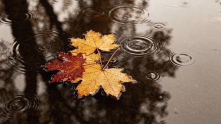 Прогноз погоды в Воронеже на 10.10.2025