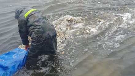 Нововоронежские атомщики выпустили в пруд-охладитель 8 тонн молоди толстолобика
