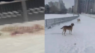 Воронежцы забили тревогу из-за трупов животных на улице Крынина