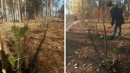 Воронежцы высадили более 100 сосен в Северном лесу 