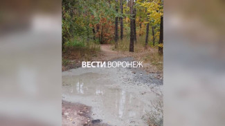 В Воронеже спустя месяц нашли сливавшего бетон в Северном лесу водителя