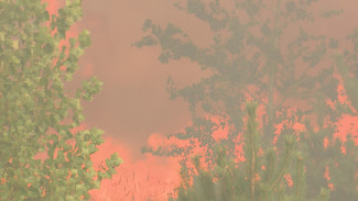 Пожар на Кожевенном кордоне в Воронеже уничтожил около 20 га леса
