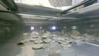 В Воронеже стартовала «Монетная неделя»