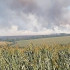 Аграрии назвали возможную причину пожаров на пшеничных полях в Кантемировском районе